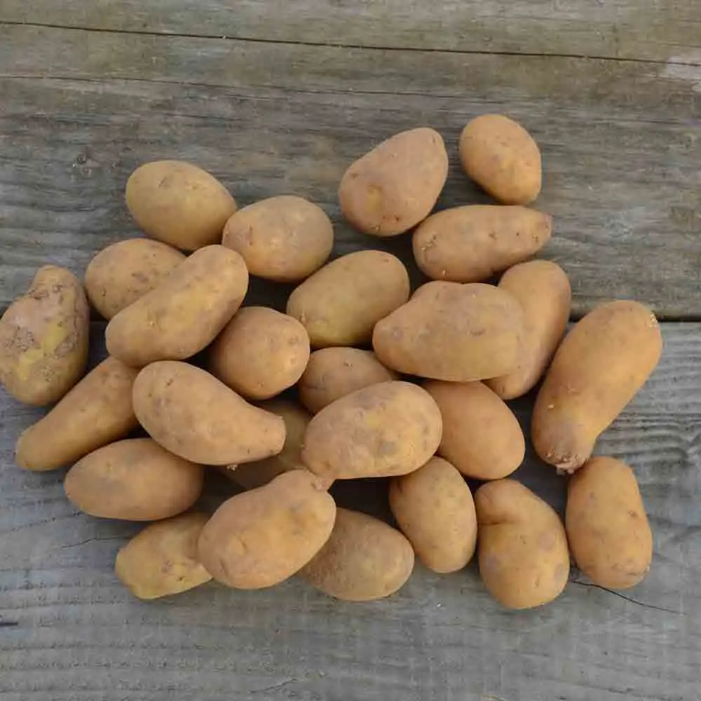 POMME DE TERRE BLANCHE AB