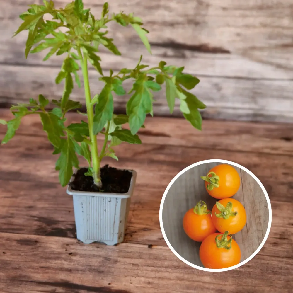 TOMATE ORANGE BOURGOUIN AB - PLANT