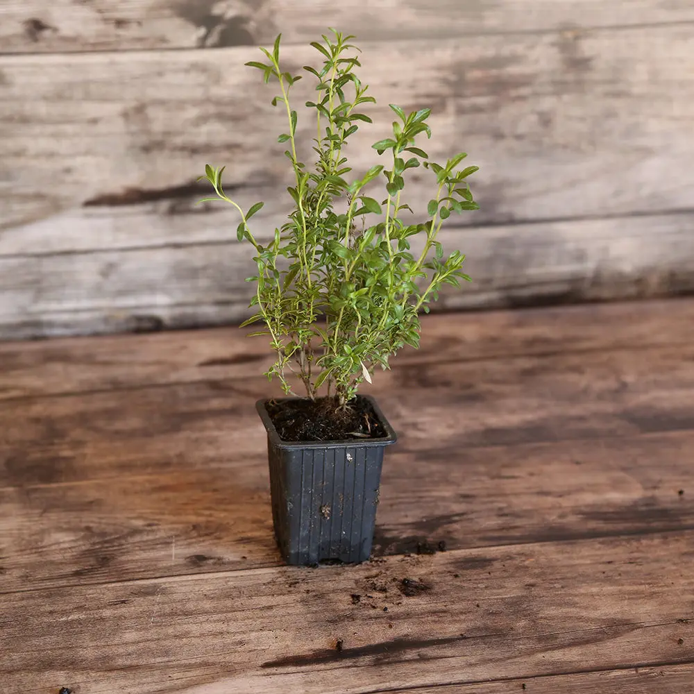 SARRIETTE AB - PLANT
