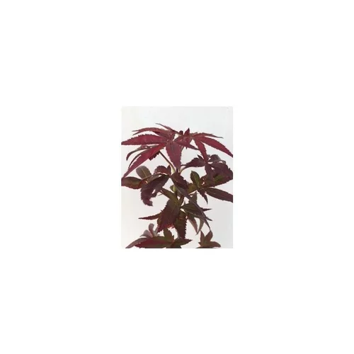 Pour organiser le jardin:Érable du Japon Skeeters Broom rouge.