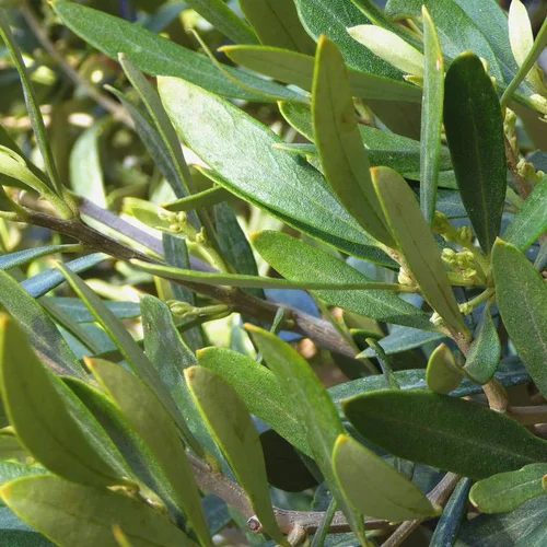Pour profiter du jardin：Olivier argent. Le pot bas, forme assiette ronde