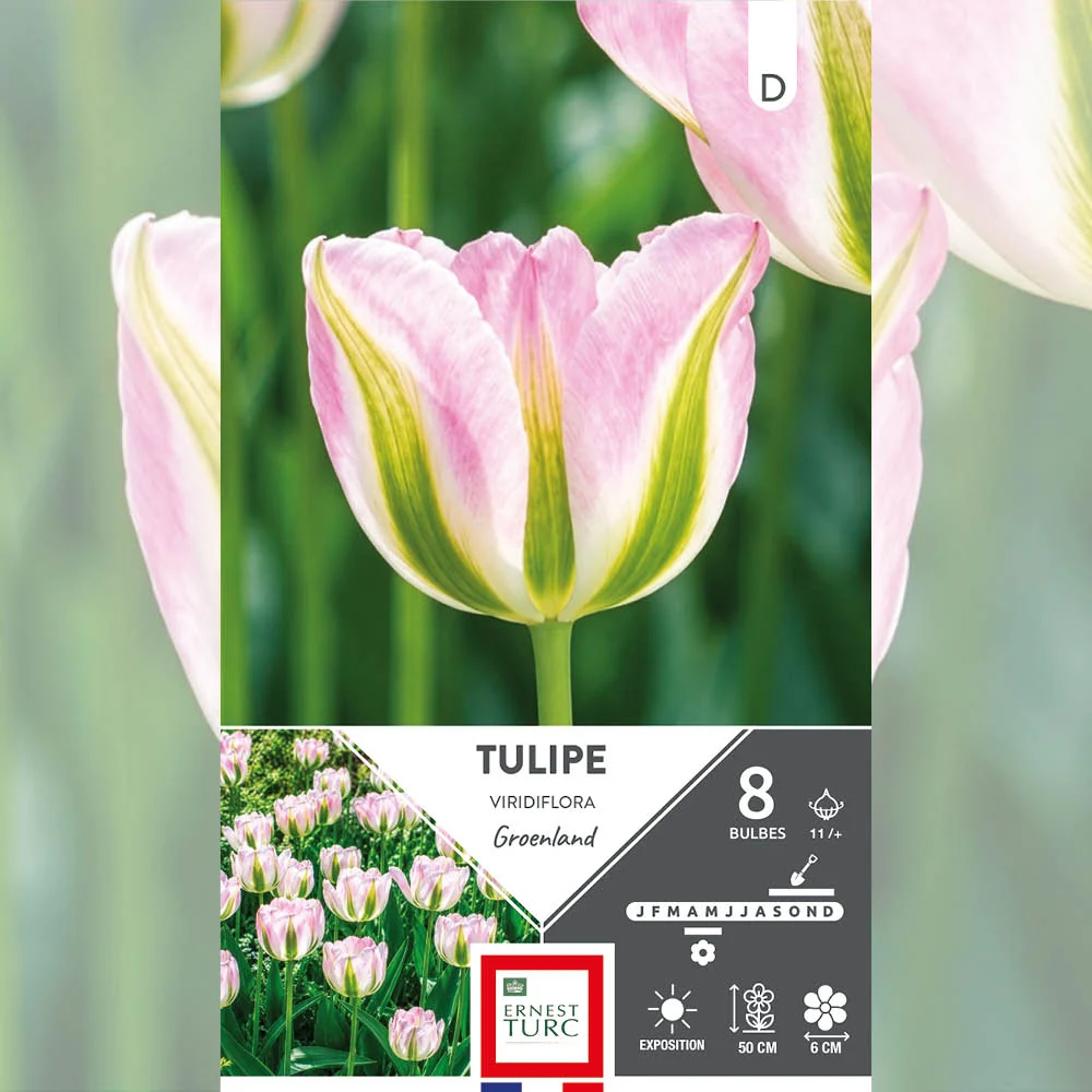 TULIPE VIRIDIFLORA GROENLAND