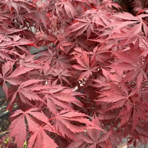 Choix malin:Acer Palmatum Burgundy Lace - Le pot de 30 litres
