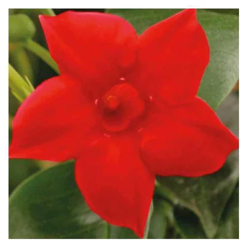Une solution adaptée au jardin：Dipladénia rouge Rio Dark Red® - Le pot de 9 x 9 cm