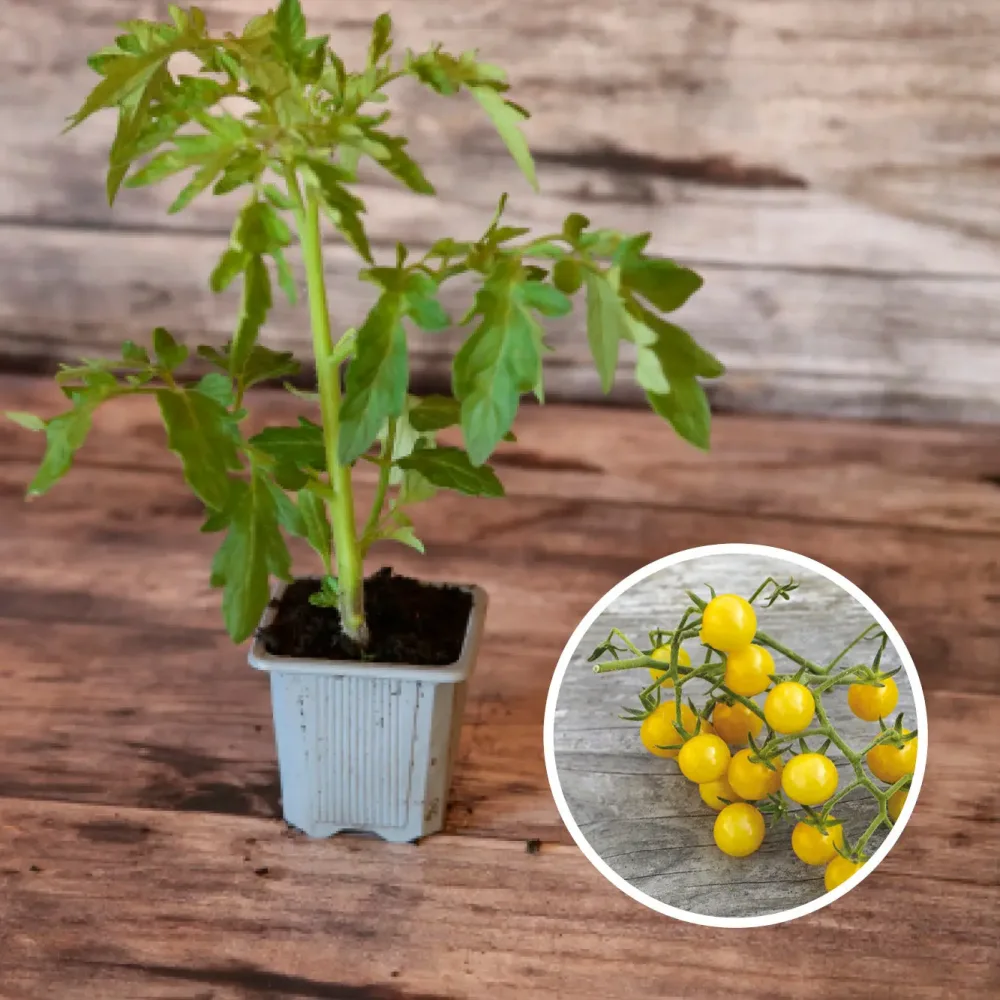 TOMATE BULLE AB - PLANT