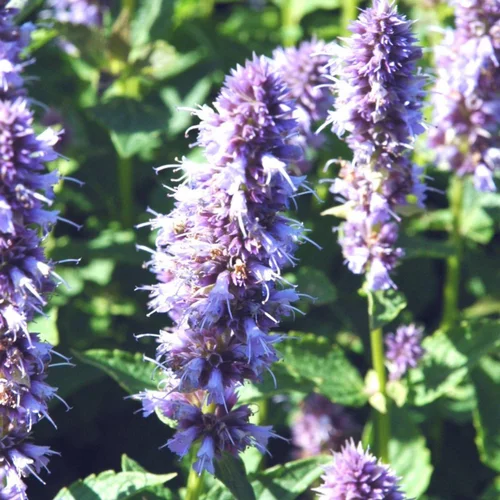 Pour aménager vos extérieurs：Agastache - Le pot de 2 litres