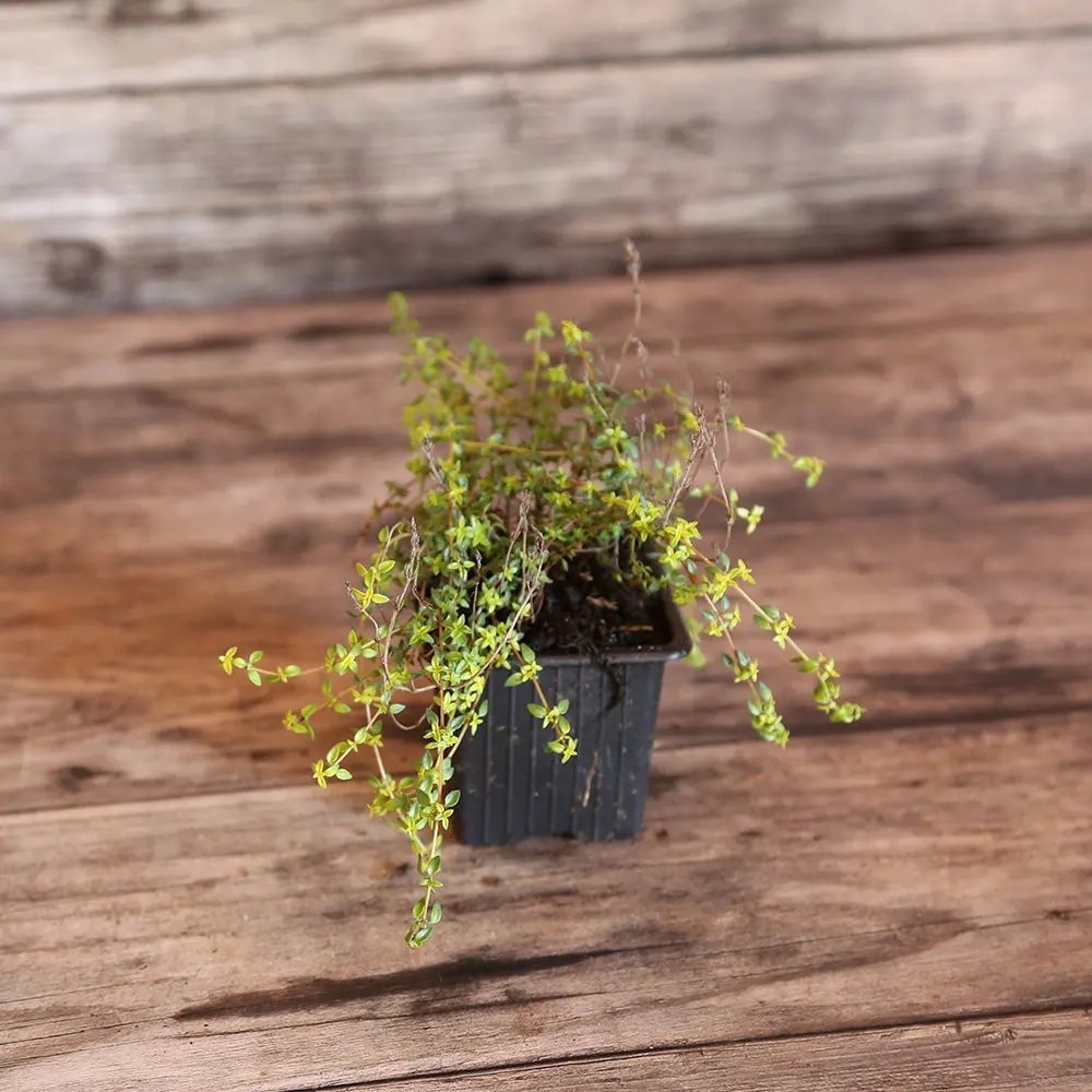 THYM CORSE OU HERBA BARONNA AB - PLANT