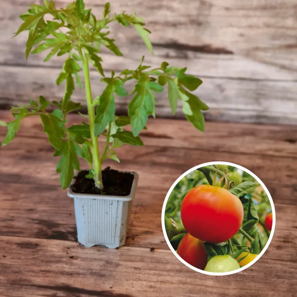 TOMATE PRÉCOCE DE QUIMPER AB - PLANT