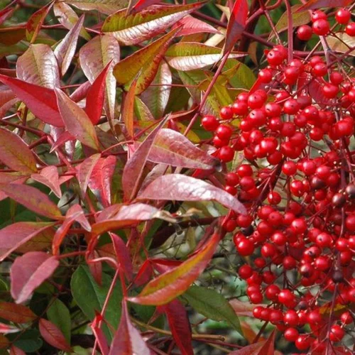 Côté extérieur:Nandina Domestica rouge ou bambou céleste. Le pot de 2 L
