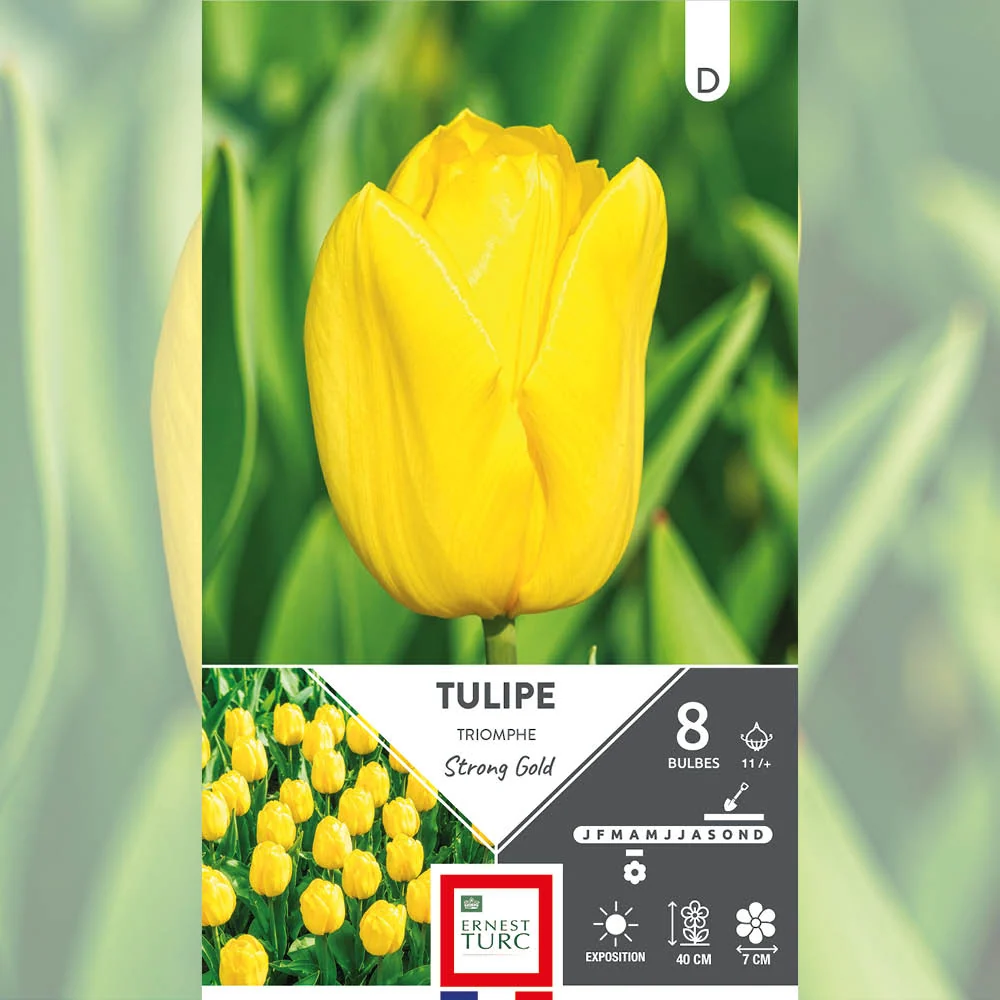 TULIPE TRIOMPHE STRONG GOLD