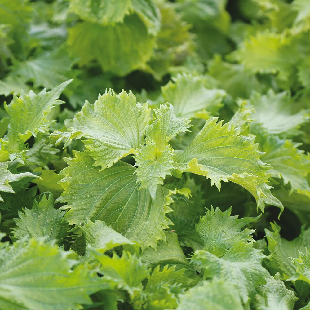 PERILLA VERT OU SHISO AB